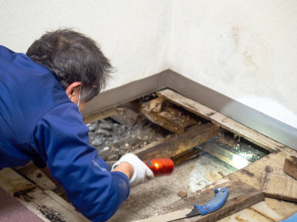 Best Mold Removal Near Me  in Luray, VA