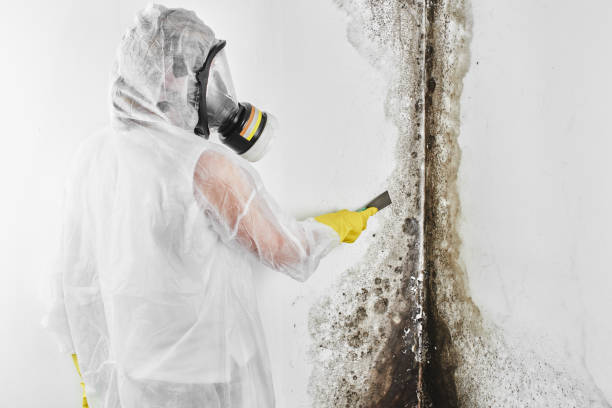 Best Fast Mold Removal  in Luray, VA