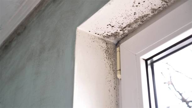 Crawl Space Mold Removal in Luray, VA