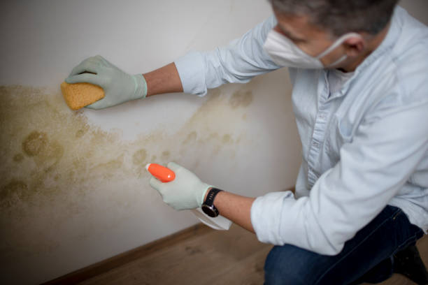 Best Affordable Mold Removal  in Luray, VA