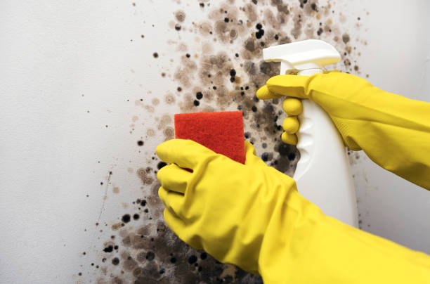 Best Local Mold Removal Service  in Luray, VA