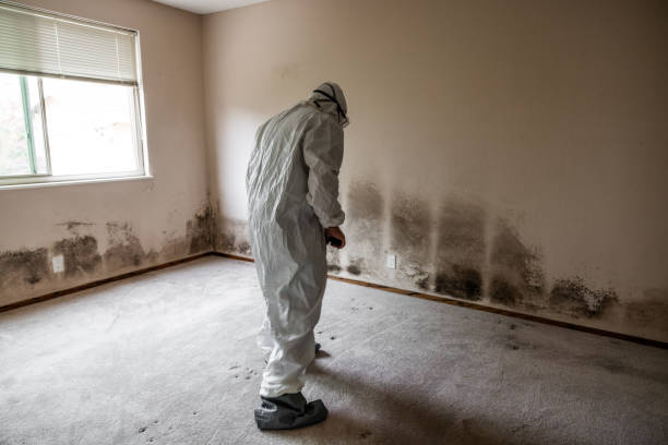 Best Professional Mold Removal  in Luray, VA
